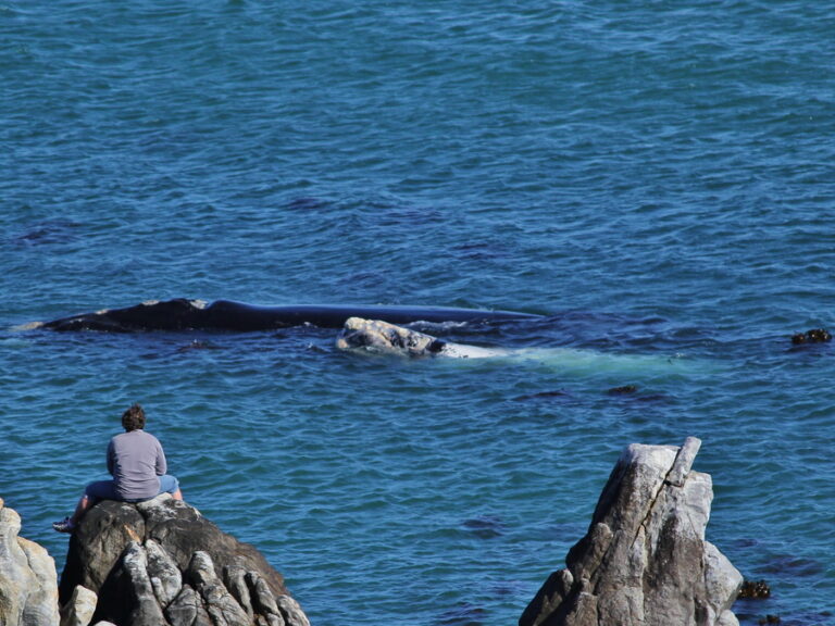 Whale watching from cliffs in De Kelders